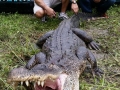 alligator-hunt2