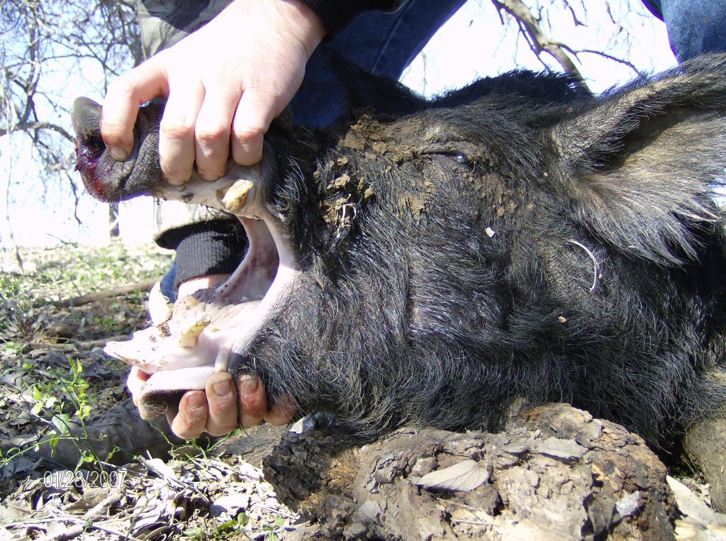Wild Hog Hunting in Texas
